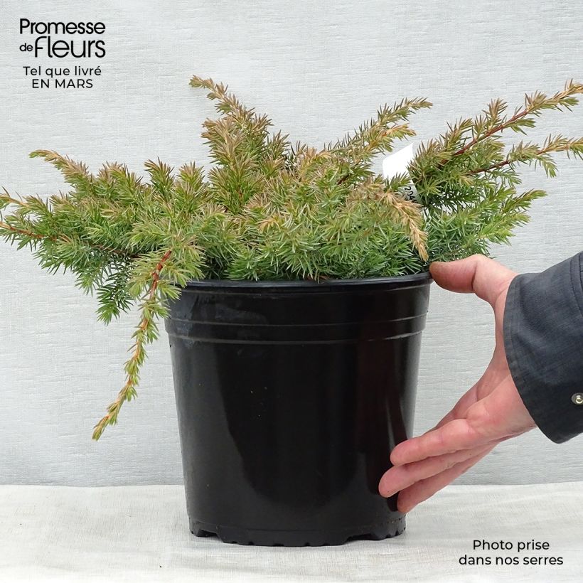 Exemplaar van Juniperus conferta Schlager - Jeneverbes Pot van 4 l/5 l zoals geleverd in de lente