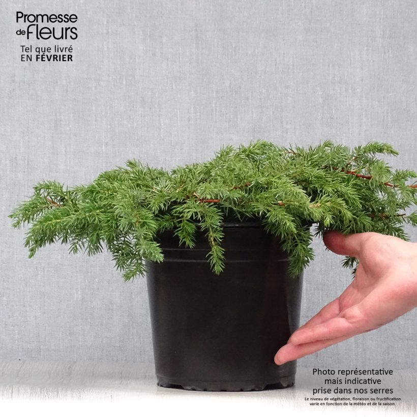 Example of Genévrier des plages - Juniperus conferta Schlager  Pot van 4 l/5 l as you get in hiver