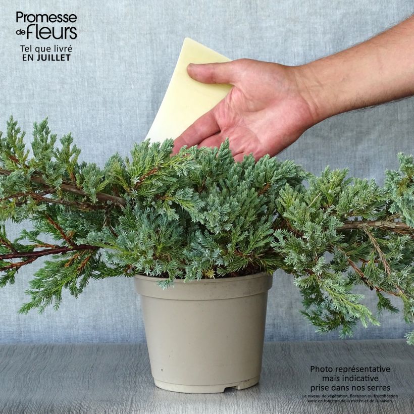 Exemplaar van Juniperus squamata Blue Carpet - Himalaya jeneverbes Pot van 2 l/3 l zoals geleverd in de zomer