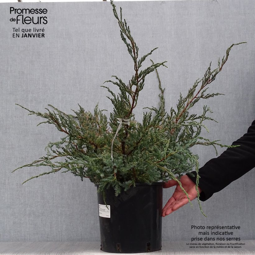 Example of Genévrier écailleux - Juniperus squamata Blue Carpet Pot van 4 l/5 l as you get in hiver