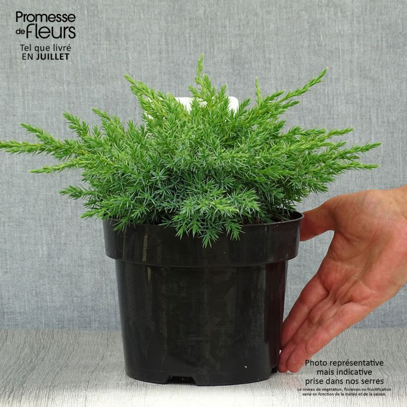 Exemplaar van Juniperus squamata Blue Swede - Himalaya jeneverbes Pot van 2 l/3 l zoals geleverd in de zomer
