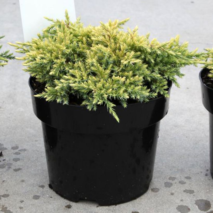 Juniperus squamata Dream Joy - Himalaya jeneverbes (Plant habit)