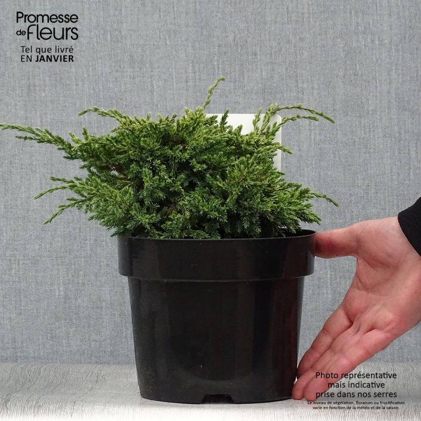 Example of Genévrier écailleux - Juniperus squamata Dream Joy Pot van 2 l/3 l as you get in hiver