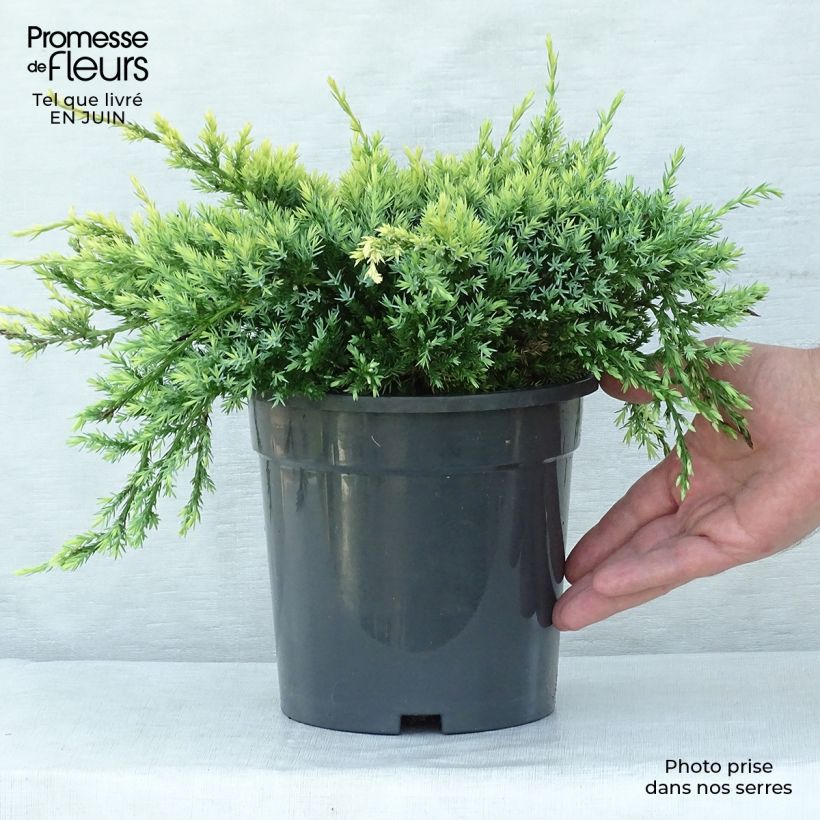 Exemplaar van Juniperus squamata Holger - Himalaya jeneverbes Pot van 2 l/3 l zoals geleverd in de zomer