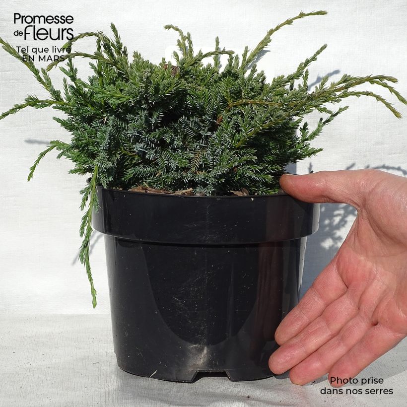 Exemplaar van Juniperus squamata Holger - Himalaya jeneverbes Pot van 2 l/3 l zoals geleverd in de lente