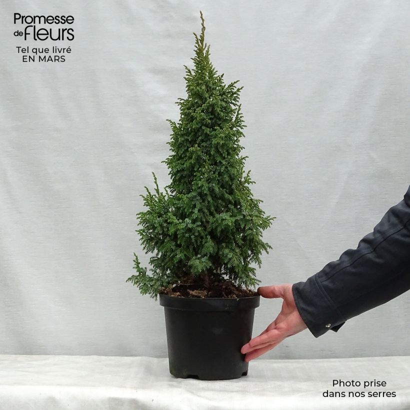 Exemplaar van Juniperus squamata Loderi - Himalaya jeneverbes Pot van 2 l/3 l zoals geleverd in de lente