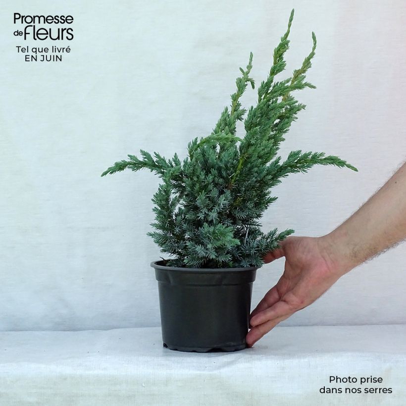 Exemplaar van Juniperus squamata Meyeri - Himalaya jeneverbes Pot van 3 l/4 l zoals geleverd in de zomer