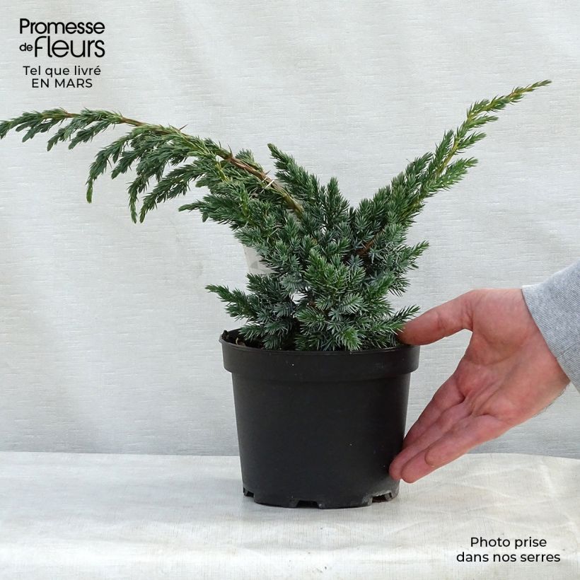 Exemplaar van Juniperus squamata Meyeri - Himalaya jeneverbes Pot van 3 l/4 l zoals geleverd in de lente