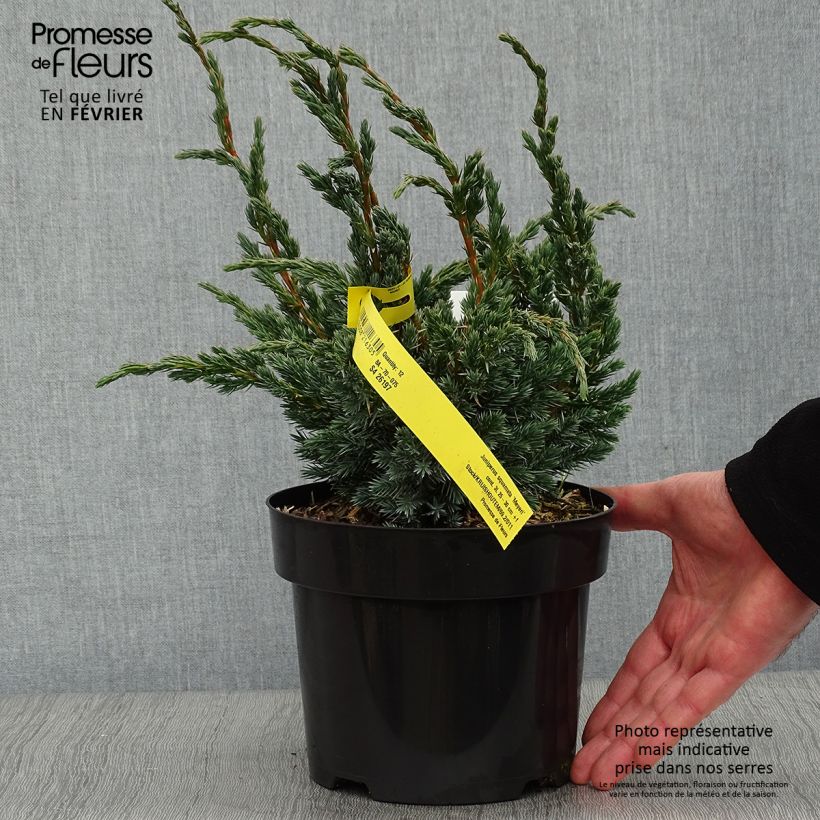 Example of Genévrier écailleux - Juniperus squamata Meyeri Pot van 3 l/4 l as you get in hiver