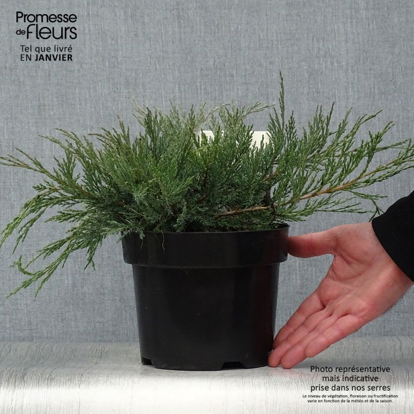 Example of Genévrier horizontal - Juniperus horizontalis Agnieszka Pot van 2 l/3 l as you get in hiver