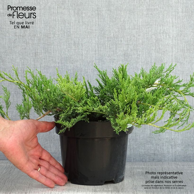 Exemplaar van Juniperus horizontalis Agnieszka - Kruipende jeneverbes Pot van 2 l/3 l zoals geleverd in de lente