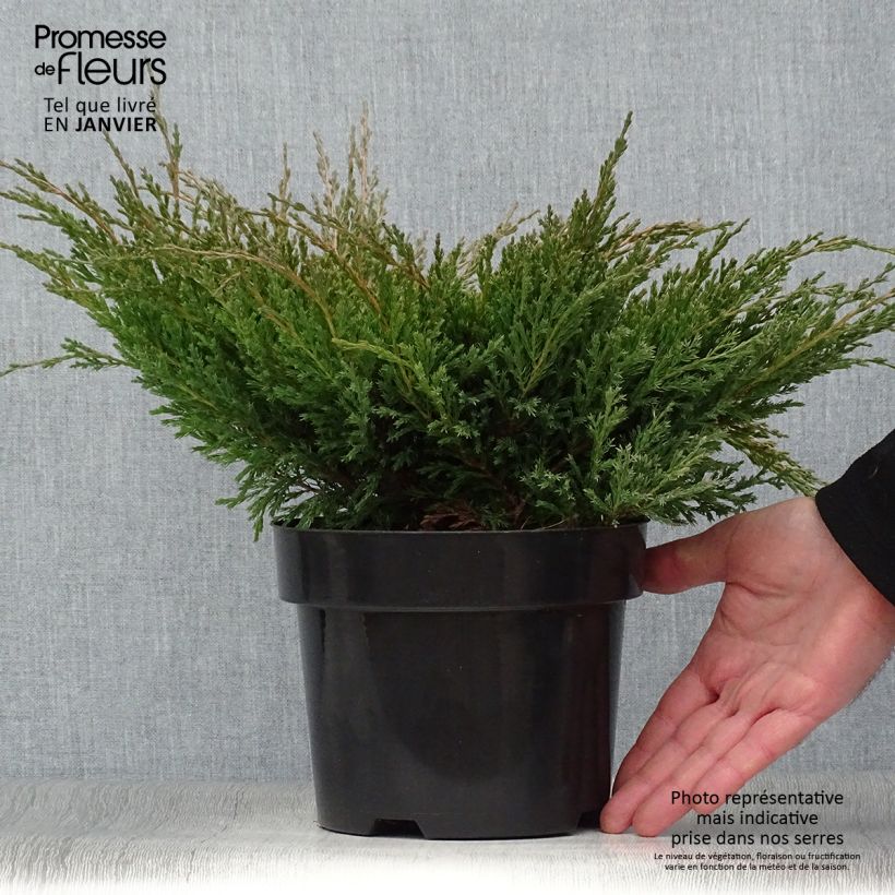 Example of Genévrier horizontal - Juniperus horizontalis Andorra Compact Pot van 2 l/3 l as you get in hiver