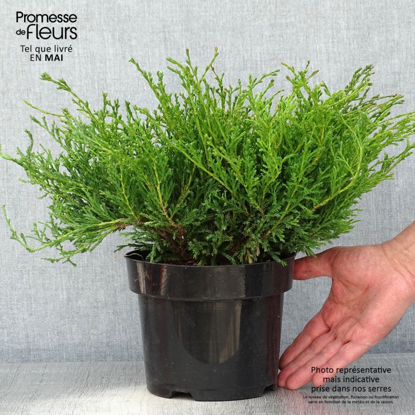 Exemplaar van Juniperus horizontalis Andorra Compact - Kruipende jeneverbes Pot van 2 l/3 l zoals geleverd in de lente