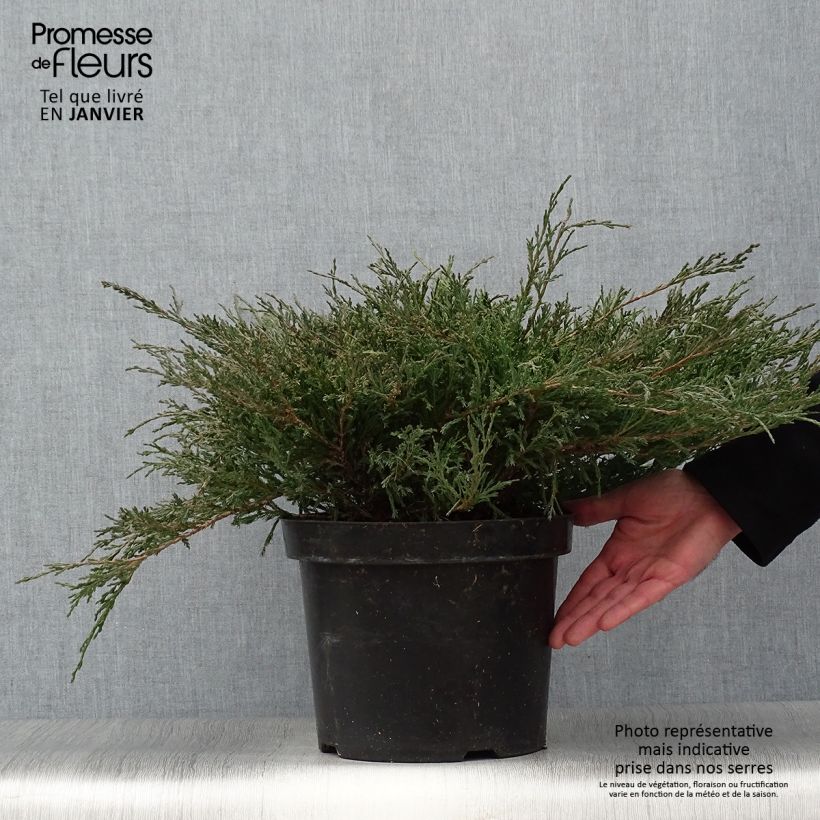 Example of Genévrier horizontal - Juniperus horizontalis Andorra Compact Pot van 7,5 l/10 l as you get in hiver