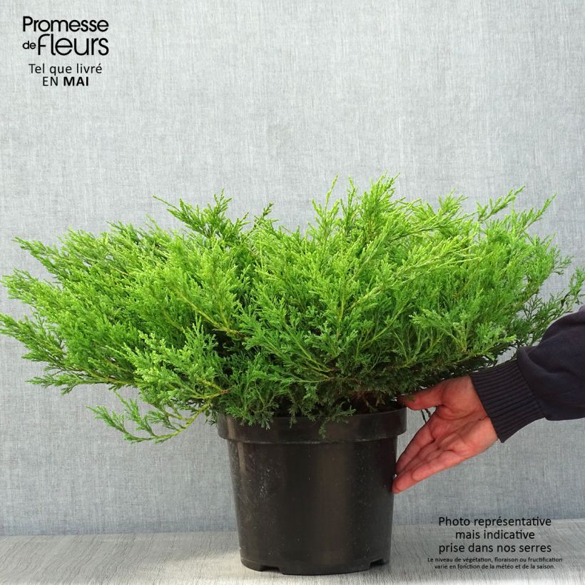 Exemplaar van Juniperus horizontalis Andorra Compact - Kruipende jeneverbes Pot van 7,5 l/10 l zoals geleverd in de lente