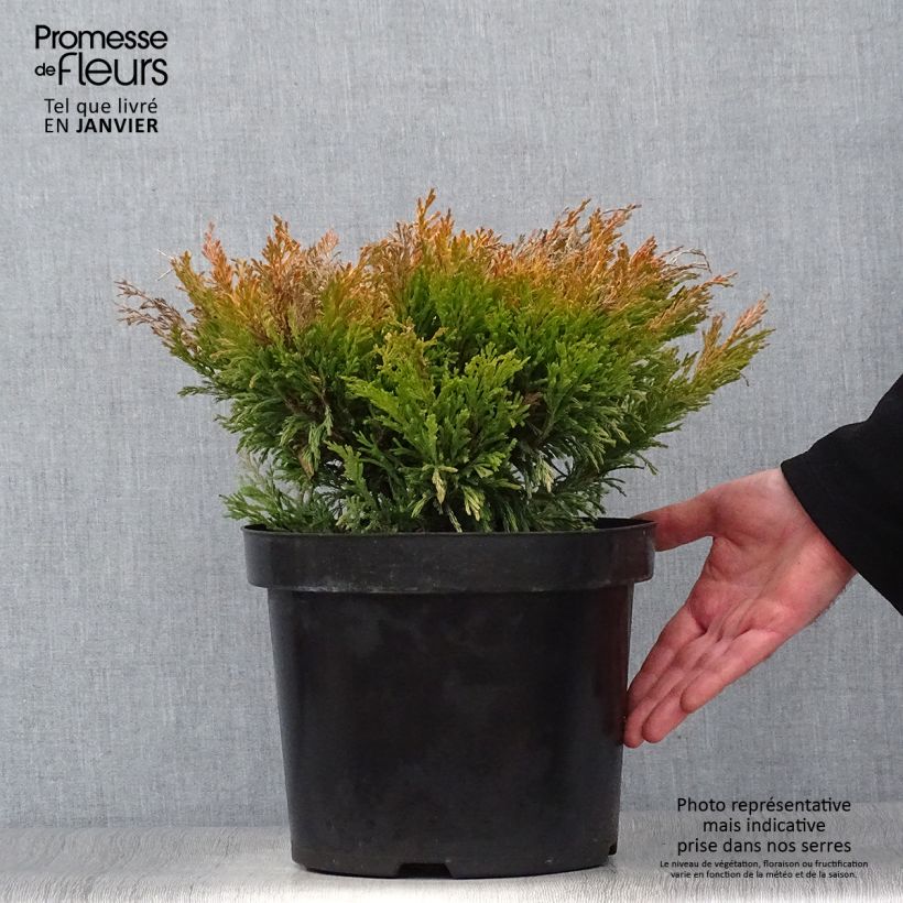 Example of Genévrier horizontal - Juniperus horizontalis Limeglow Pot van 7,5 l/10 l as you get in hiver