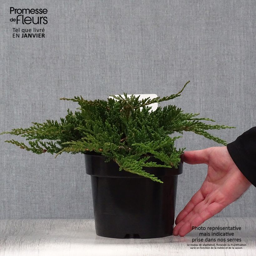 Example of Juniperus horizontalis Prince Of Wales - Kruipende jeneverbes Pot van 2 l/3 l as you get in hiver