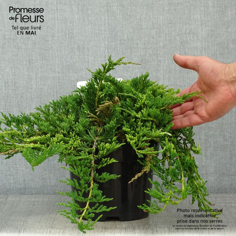 Exemplaar van Juniperus horizontalis Prince Of Wales - Kruipende jeneverbes Pot van 2 l/3 l zoals geleverd in de lente