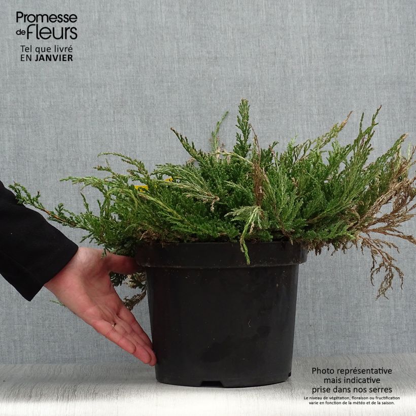 Example of Juniperus horizontalis Prince Of Wales - Kruipende jeneverbes Pot van 7,5 l/10 l as you get in hiver
