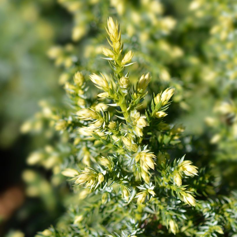 Juniperus pingii Hulsdonk Yellow - Jeneverbes (Foliage)