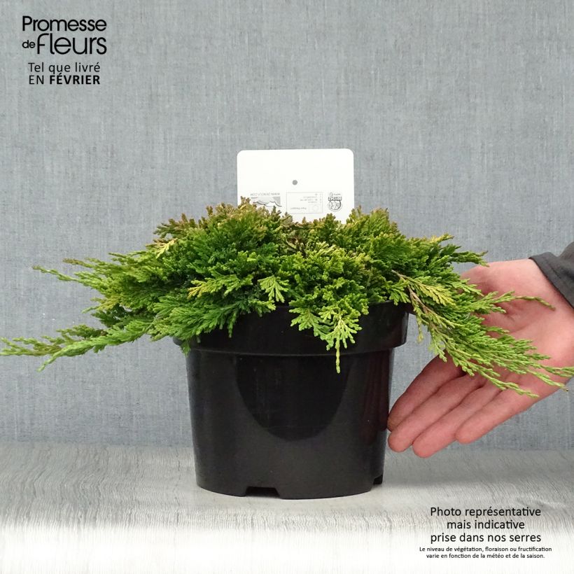 Example of Genévrier rampant - Juniperus horizontalis Golden Carpet Pot van 2 l/3 l as you get in hiver