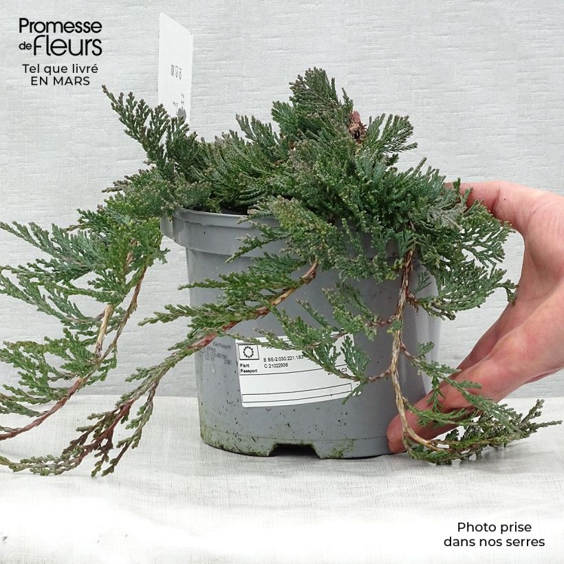 Exemplaar van Juniperus horizontalis Wiltonii - Kruipende jeneverbes Pot van 3 l/4 l zoals geleverd in de lente