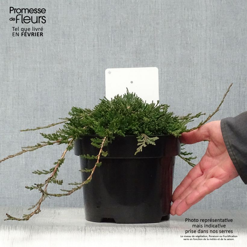 Example of Juniperus horizontalis Wiltonii - Kruipende jeneverbes Pot van 3 l/4 l as you get in hiver