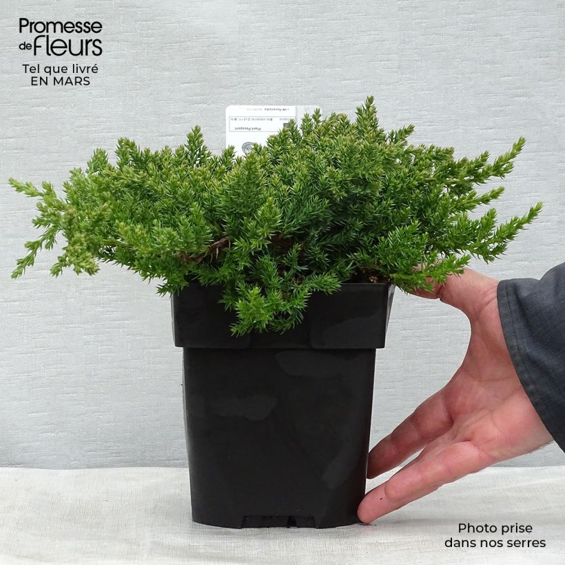 Exemplaar van Juniperus procumbens Nana - Jeneverbes Pot van 2 l/3 l zoals geleverd in de lente