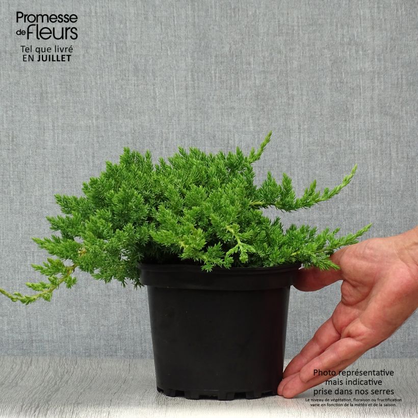 Exemplaar van Juniperus procumbens Nana - Jeneverbes Pot van 2 l/3 l zoals geleverd in de zomer
