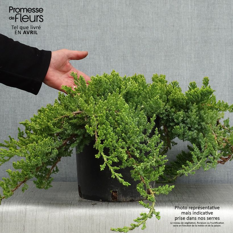 Exemplaar van Juniperus procumbens Nana - Jeneverbes Pot van 7,5 l/10 l zoals geleverd in de lente