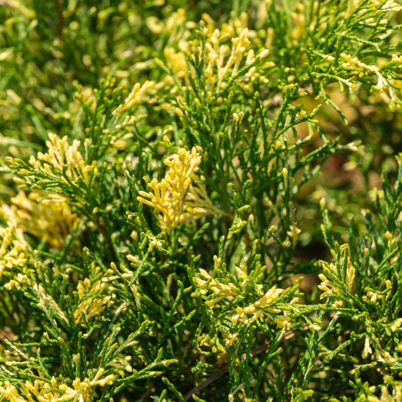 Juniperus sabina Variegata - Savin-jeneverbes (Foliage)