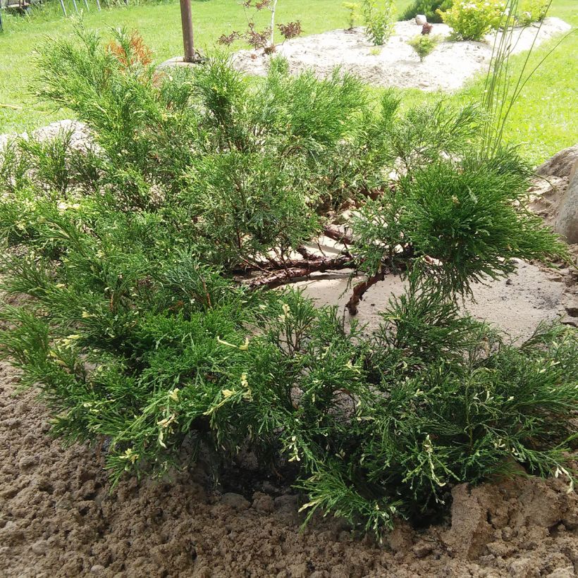 Juniperus sabina Variegata - Savin-jeneverbes (Plant habit)