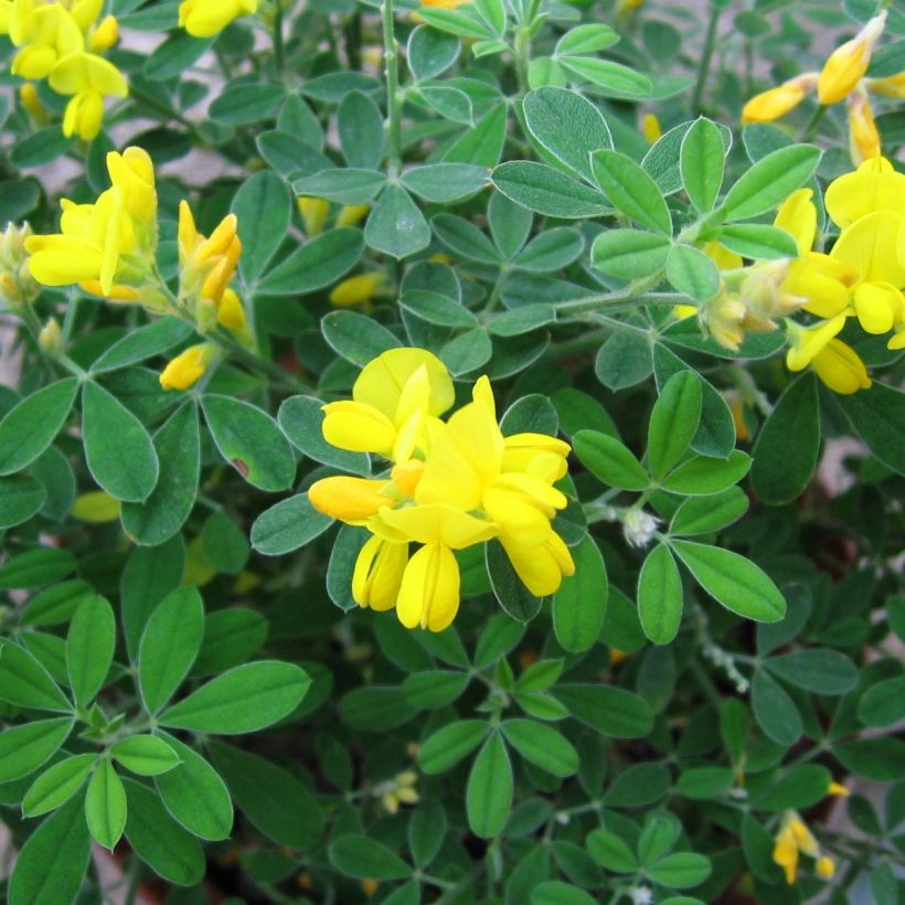 Genista Porlock - Heidebrem (Foliage)