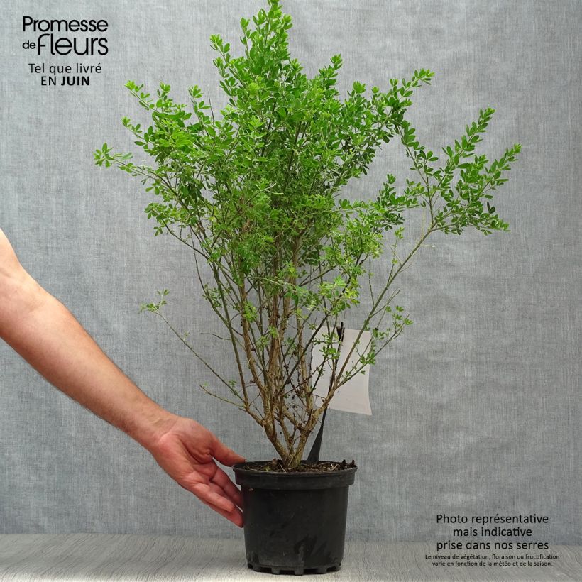 Exemplaar van Genista Porlock - Heidebrem Pot van 2 l/3 l zoals geleverd in de zomer