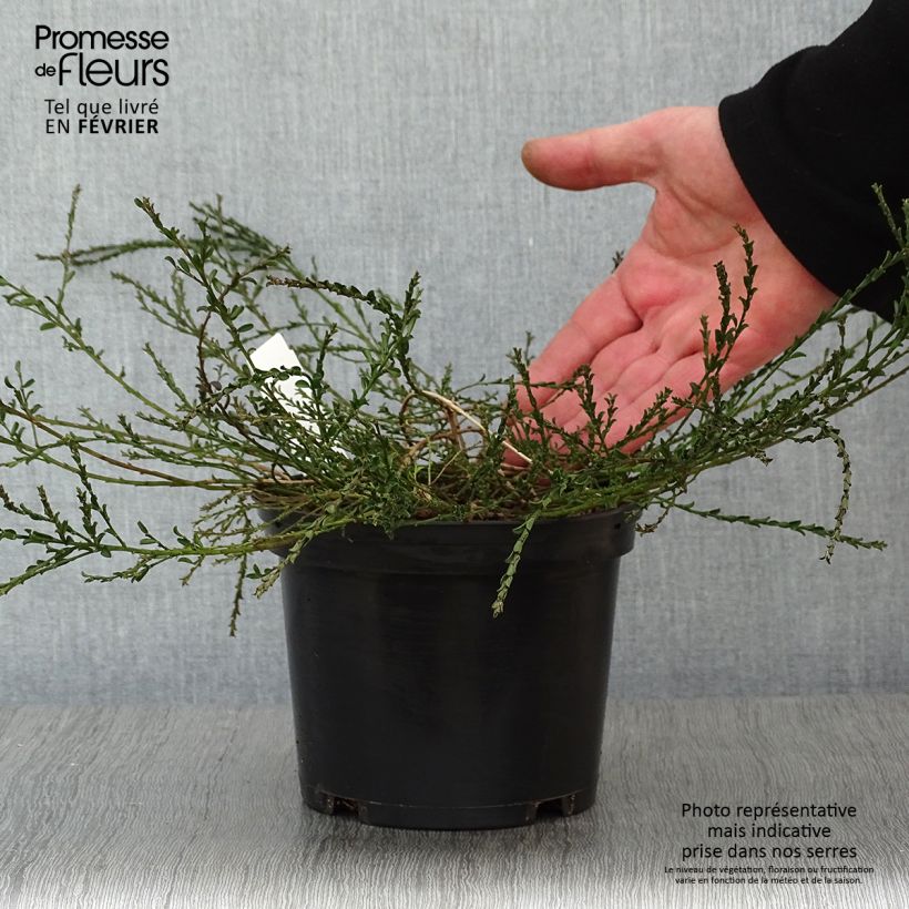 Example of Genista pilosa Vancouver Gold - Genêt poilu Pot van 2 l/3 l as you get in hiver