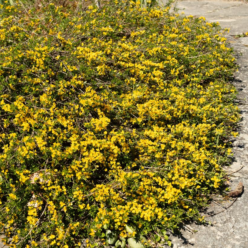 Genista pilosa Vancouver Gold - Kruipbrem (Plant habit)