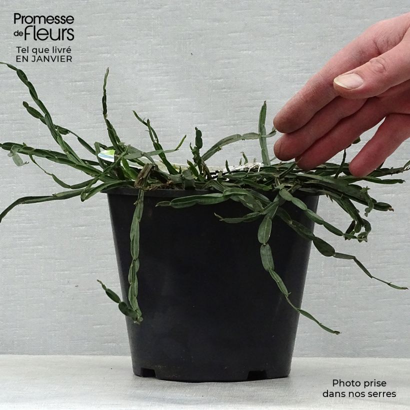 Example of Genista sagittalis - Pijlbrem Pot van 2 l/3 l as you get in hiver