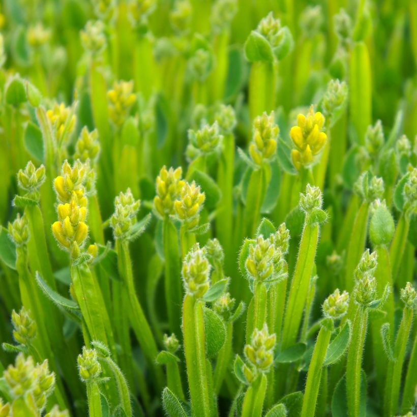 Genista sagittalis - Pijlbrem (Foliage)