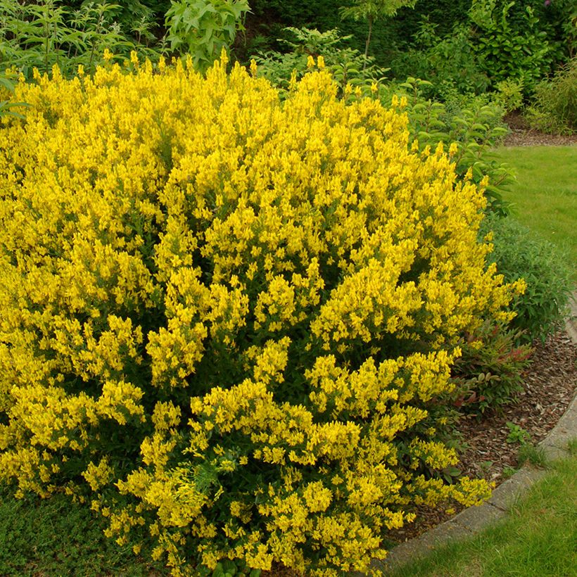 Genista tinctoria - Verfbrem (Groeiplaats)