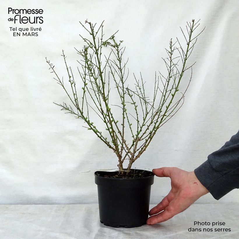 Exemplaar van Genista tinctoria Royal Gold - Verfbrem Pot van 1,5 l/2 l zoals geleverd in de lente
