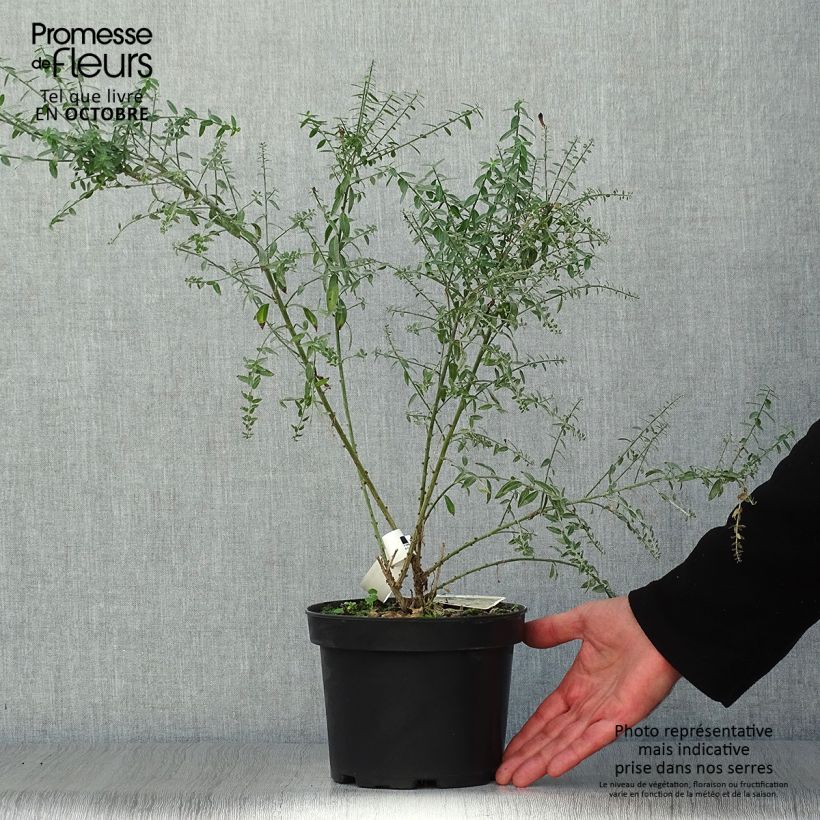 Exemplaar van Genista tinctoria Royal Gold - Verfbrem Pot van 1,5 l/2 l zoals geleverd in de herfst