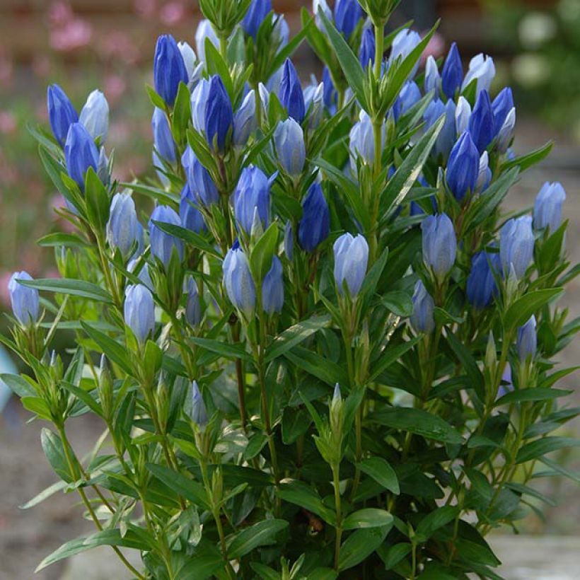 Gentiana makinoi Blue Star - Gentiaan (Flowering)