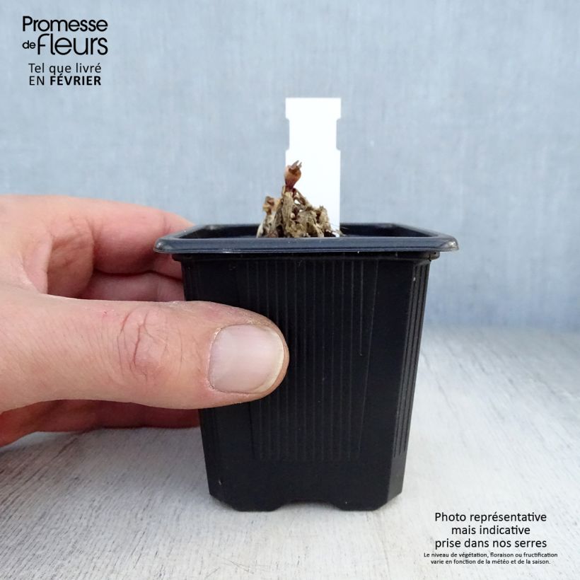 Example of Gentiana makinoi Blue Star - Gentiaan Kweekpotje van 8/9 cm as you get in hiver