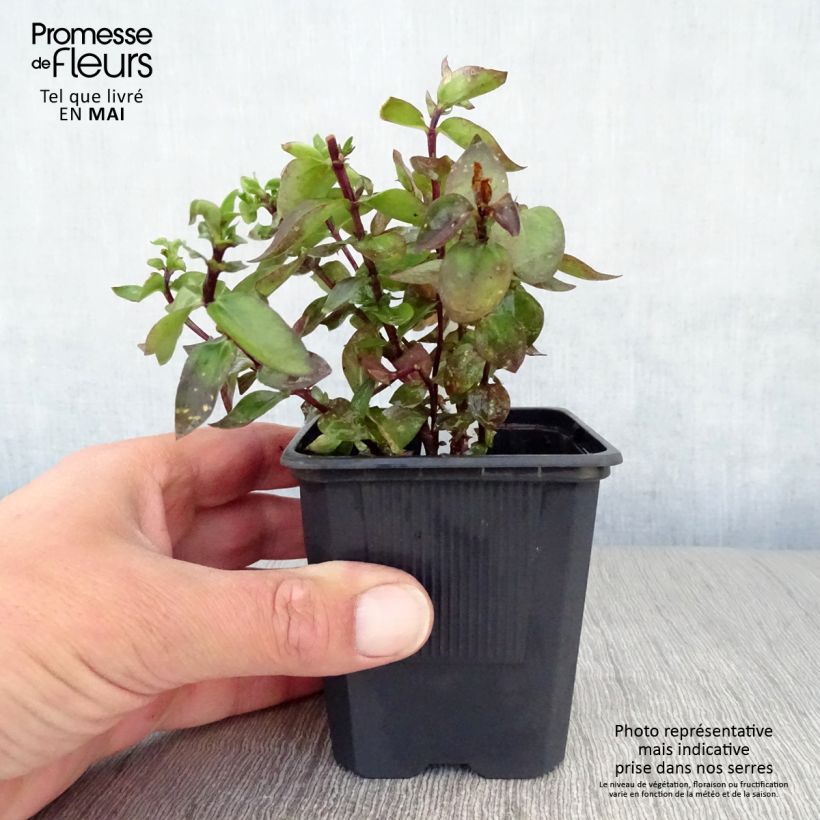 Exemplaar van Gentiana True Blue - Gentiaan Kweekpotje van 8/9 cm zoals geleverd in de lente