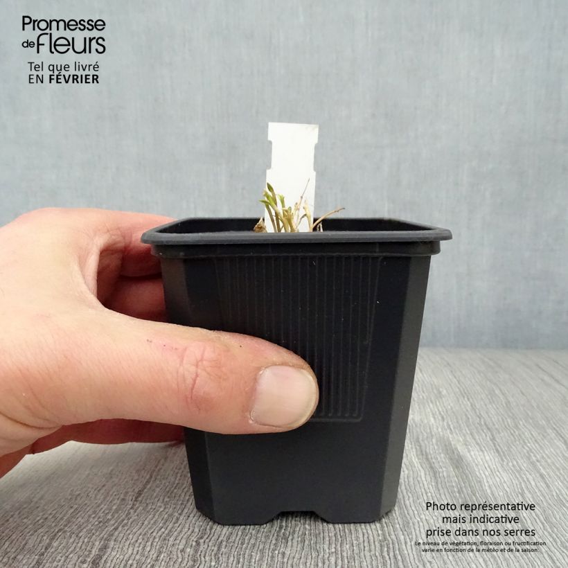 Example of Gentiana White Magic - Gentiane Kweekpotje van 8/9 cm as you get in hiver