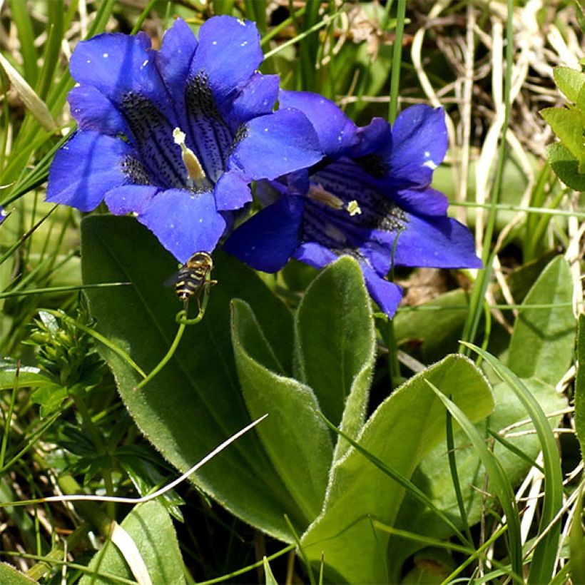 Gentiana acaulis - Stengelloze gentiaan (Plant habit)