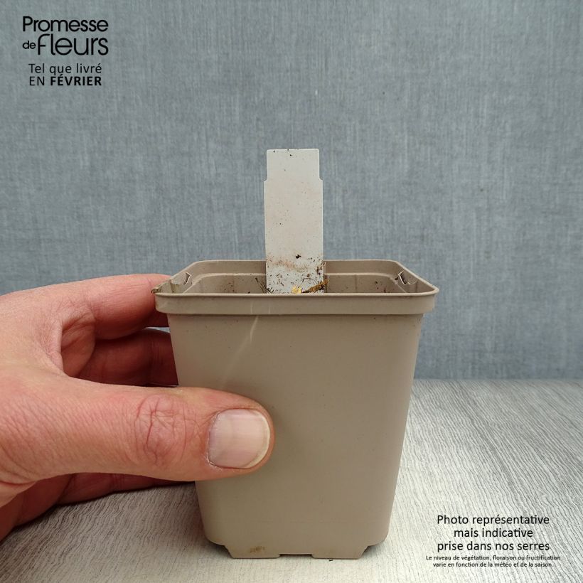 Example of Gentiana cruciata - Gentiane croisette Kweekpotje van 8/9 cm as you get in hiver