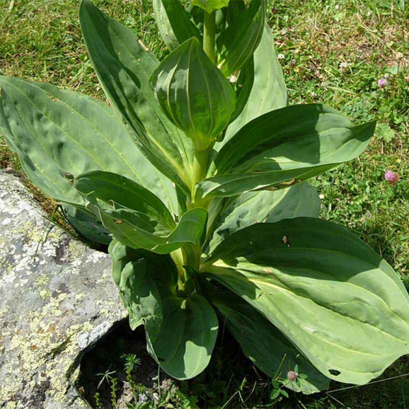 Gentiana lutea - Gele gentiaan (Foliage)