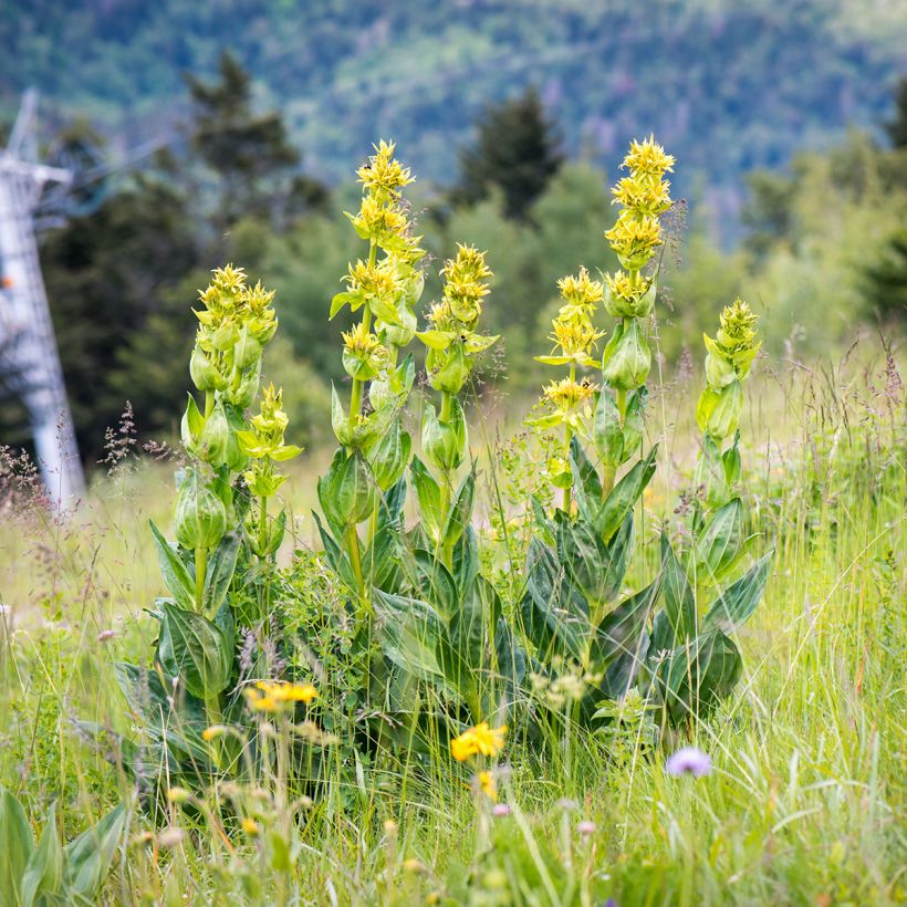 Gentiana lutea - Gele gentiaan (Groeiplaats)