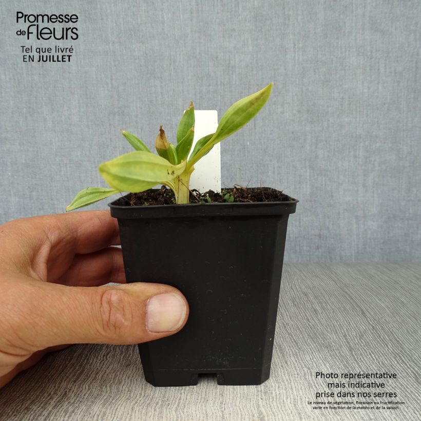Exemplaar van Gentiana lutea - Gele gentiaan Kweekpotje van 8/9 cm zoals geleverd in de zomer